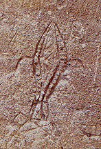 graffito de poisson ?